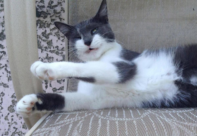 cats mid sneeze
