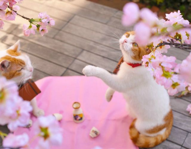cats visiting japan