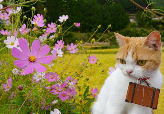 cats visiting japan