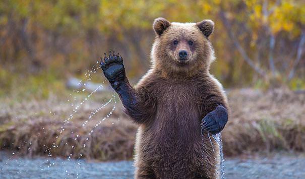 Bears Like Humans