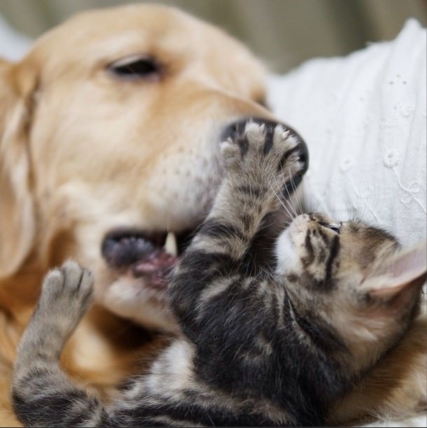 dog adopts cat