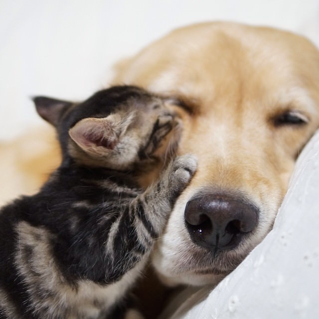 dog adopts cat