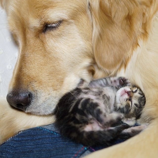 dog adopts cat