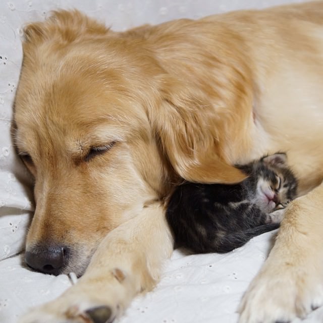 dog adopts cat