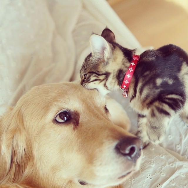 dog adopts cat