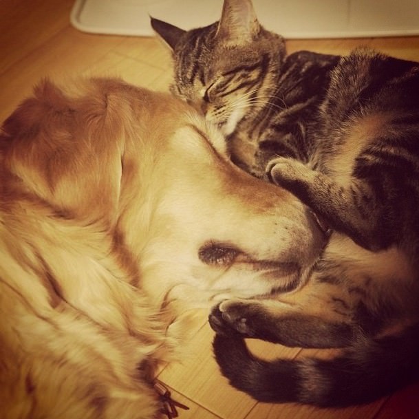 dog adopts cat