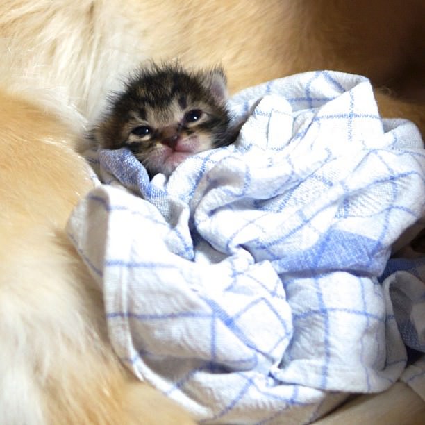 dog adopts cat