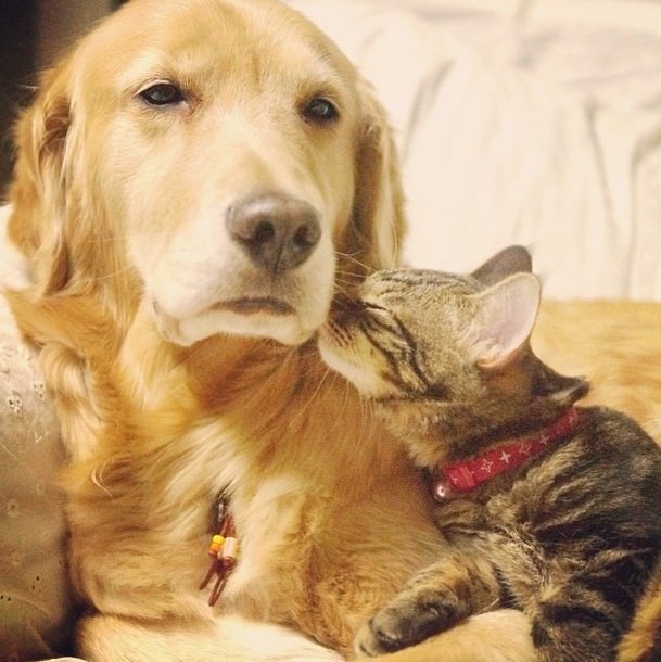 dog adopts cat