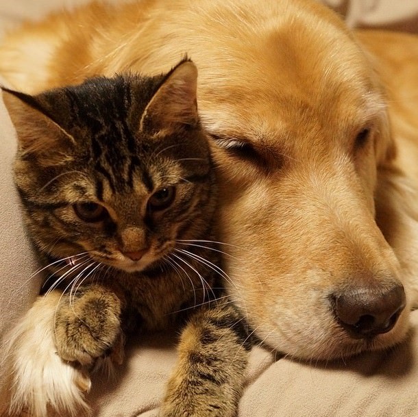 dog adopts cat