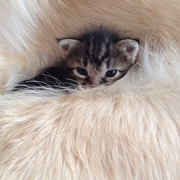 dog adopts cat