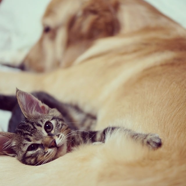 dog adopts cat