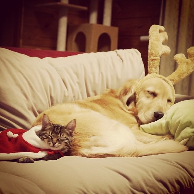 dog adopts cat