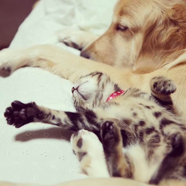 dog adopts cat