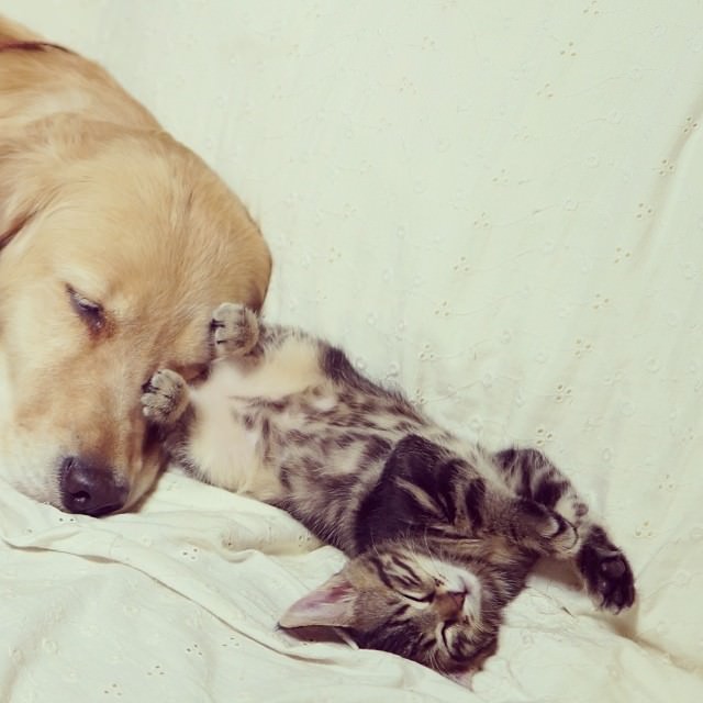 dog adopts cat