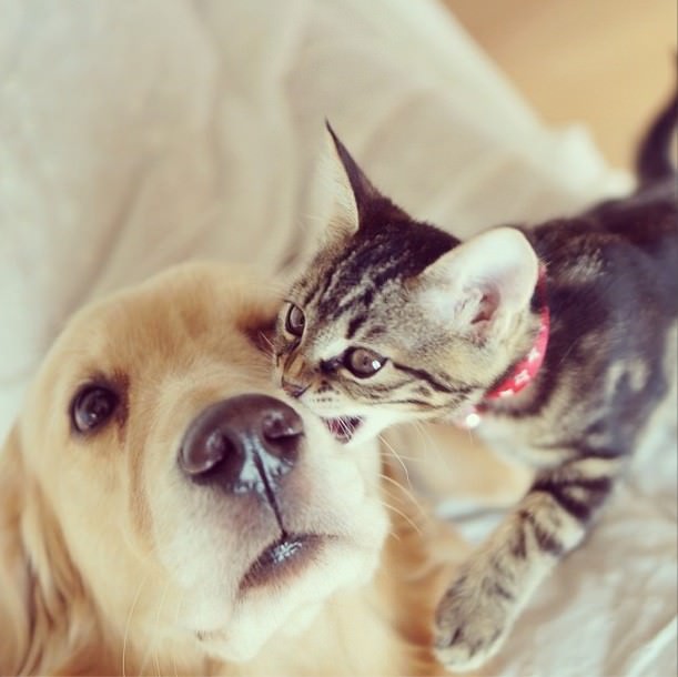 dog adopts cat