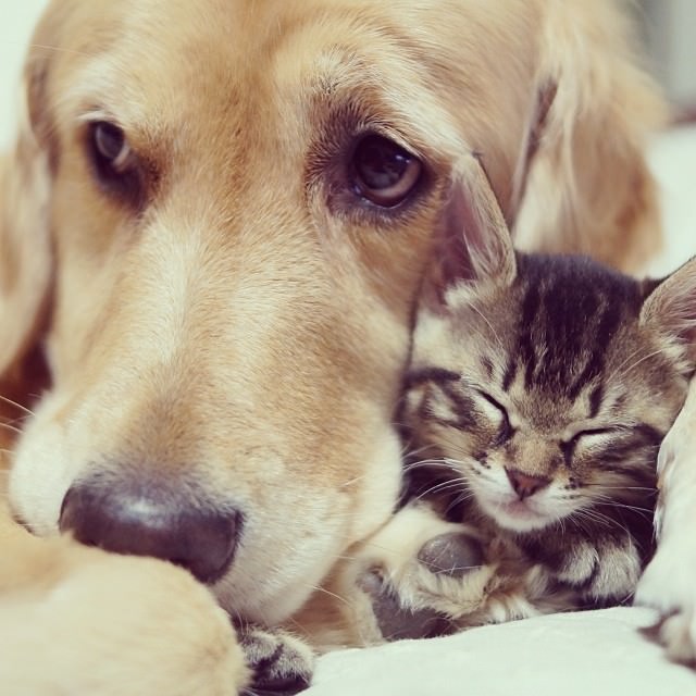 dog adopts cat