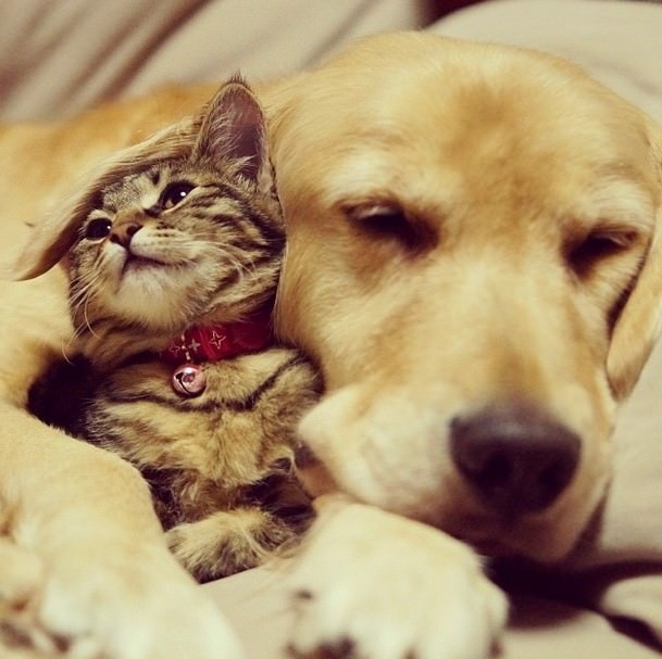 dog adopts cat