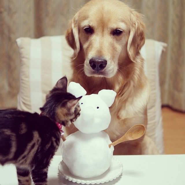 dog adopts cat