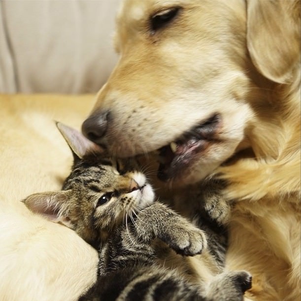 dog adopts cat