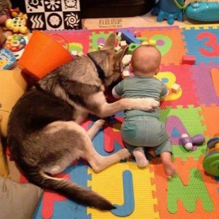 dog babysitter