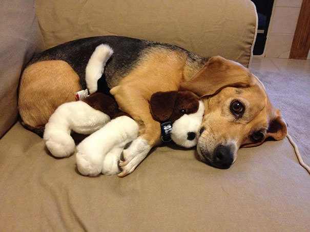 animals with stuffed toys