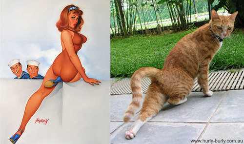 cat models