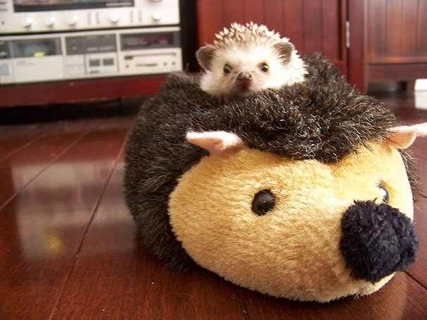 animals with stuffed toys