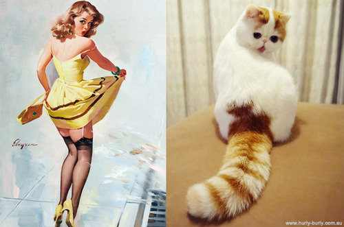 cat models