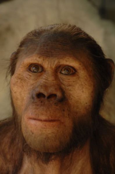 humanoid reconstructions - Australopithecus afarensis