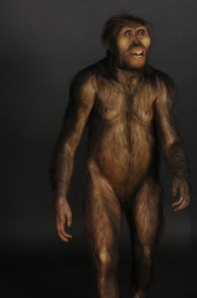 humanoid reconstructions - Australopithicus Afarensis 