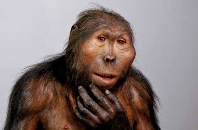 humanoid reconstructions - Paranthropus Boisei