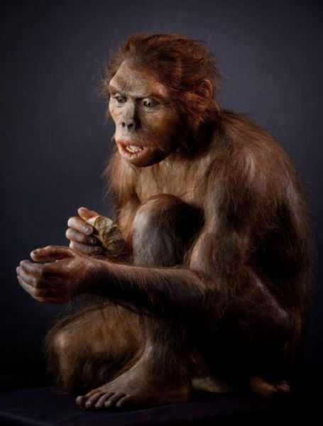 humanoid reconstructions - Homo Habilis