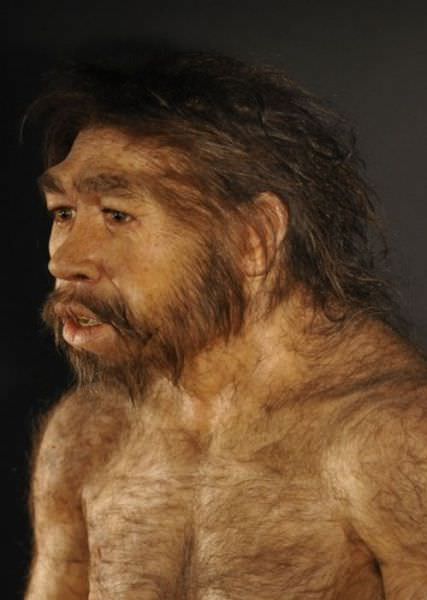 humanoid reconstructions -Homo Erectus bare chested male adult