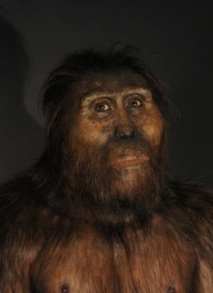humanoid reconstructions - Australopithecus Afarensis
