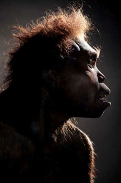 humanoid reconstructions - Homo Erectus Georgicus  from the side