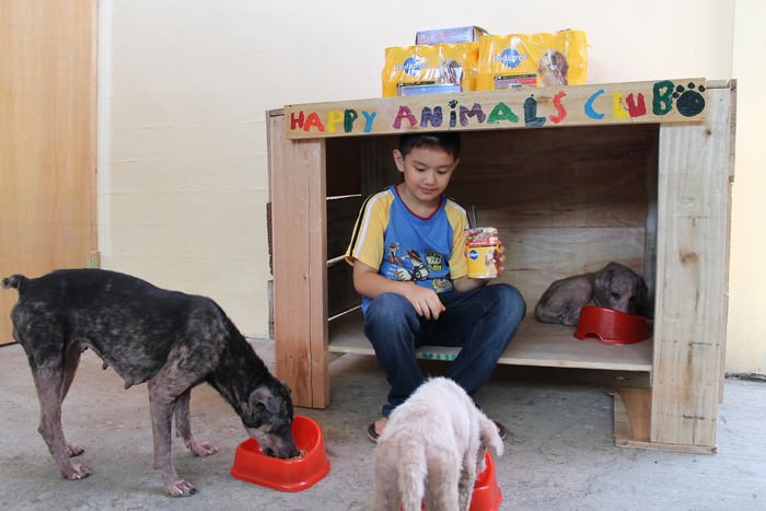 9 year old animal shelter