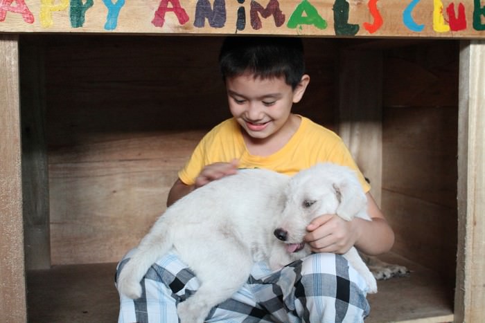 9 year old animal shelter
