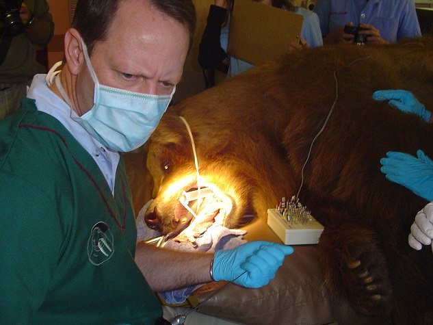 big game dentist
