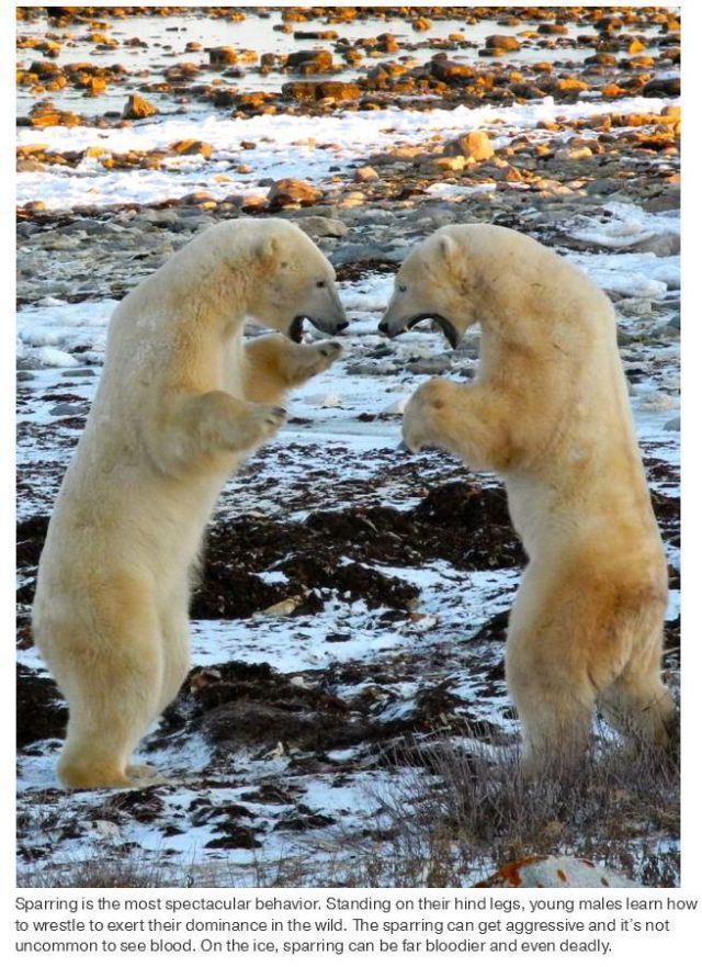 polar bear capital