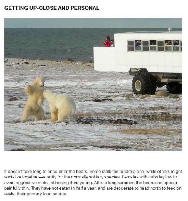 polar bear capital
