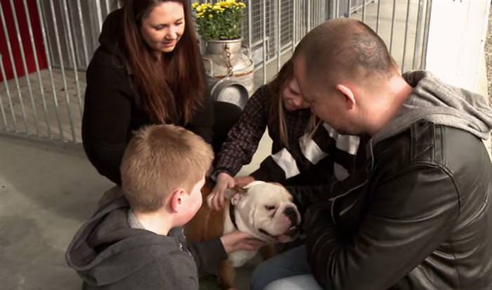 bulldog special kennel