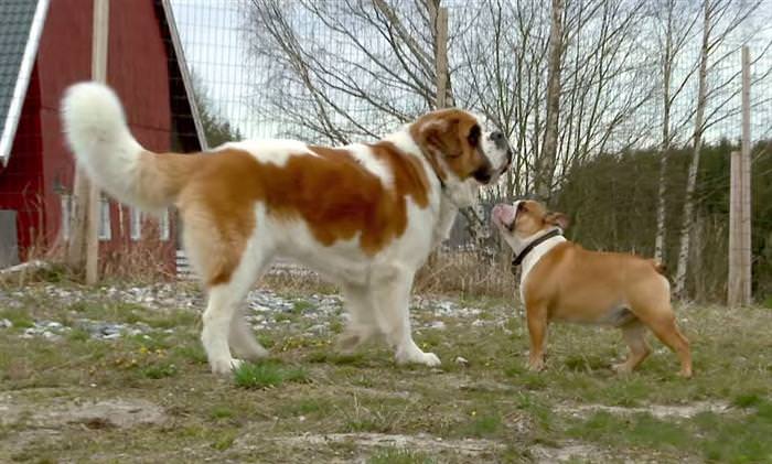 bulldog special kennel