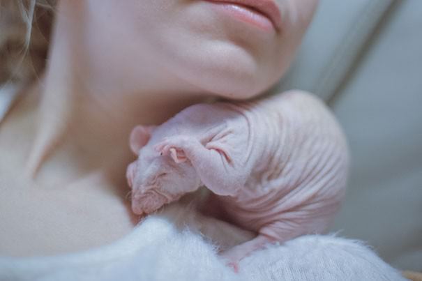 hairless animals