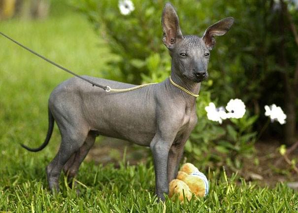 hairless animals