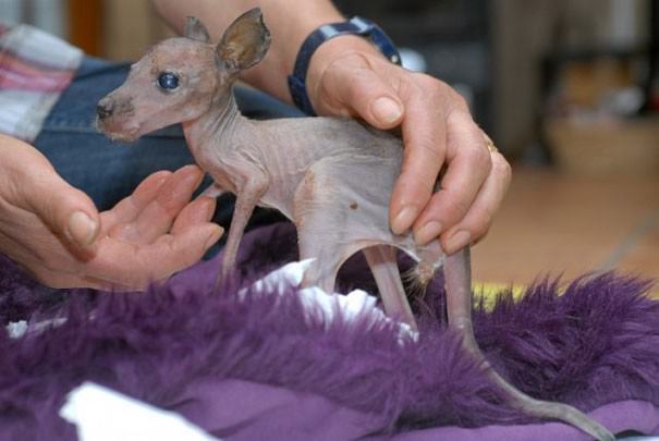 hairless animals