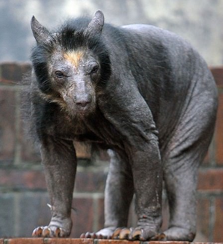 hairless animals