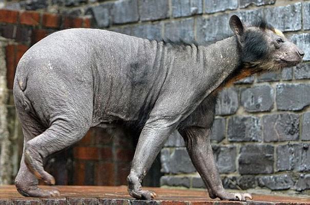 hairless animals