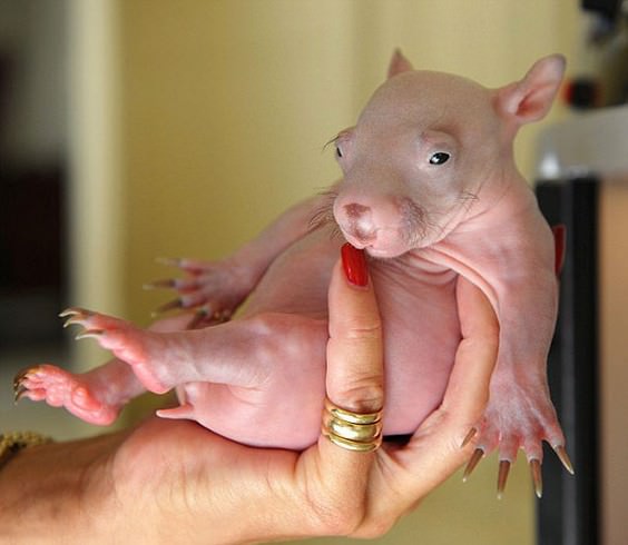 hairless animals