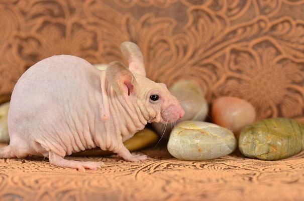 hairless animals