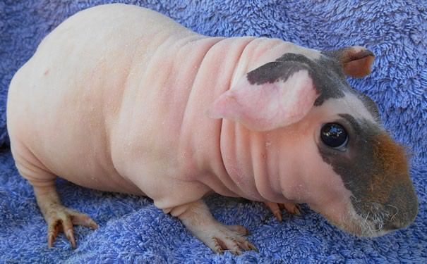 hairless animals